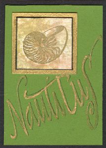 Sea_Green_Nautilus