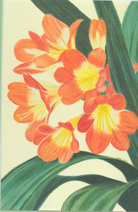 Clivia1