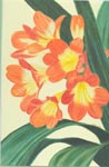 Clivia