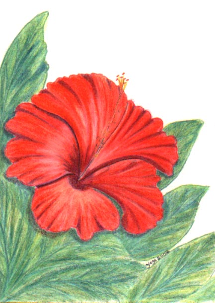 Hibiscus