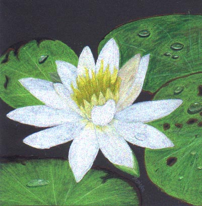 WaterLily