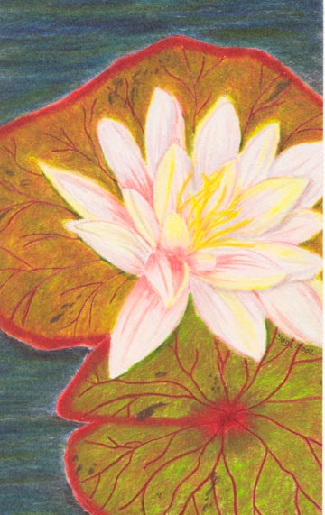 WaterLily1