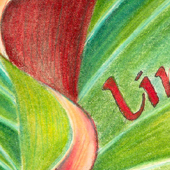 Env0108_LimorFDetail