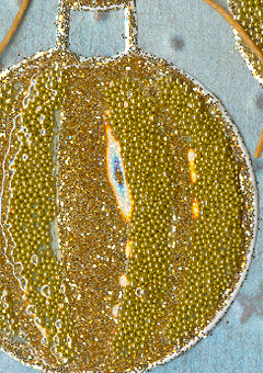 Xmas07_TakeTimeDetail2a